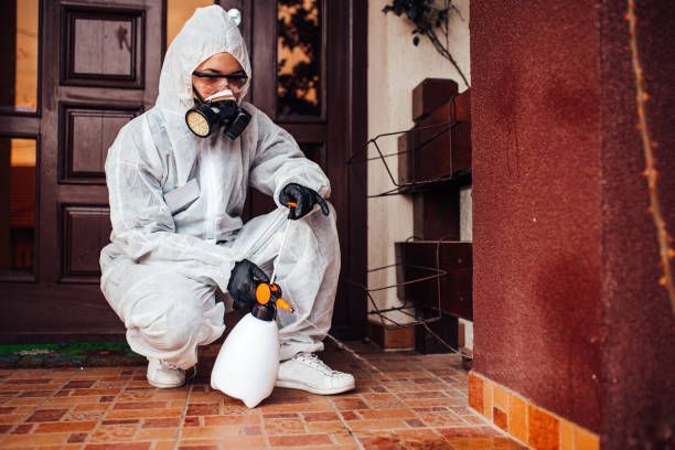 Attic and Crawl Space Rodent Treatment in Ben Lomond
