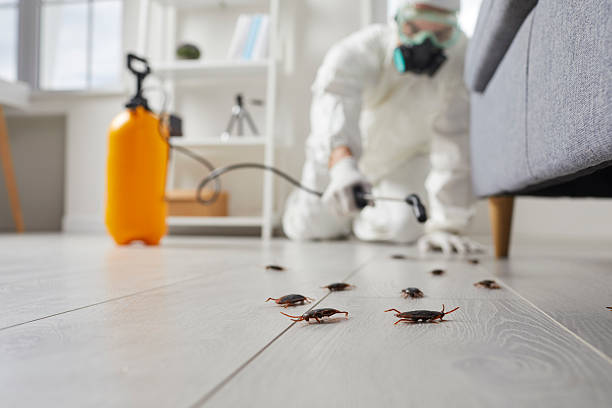Commercial Rodent Management in Ben Lomond